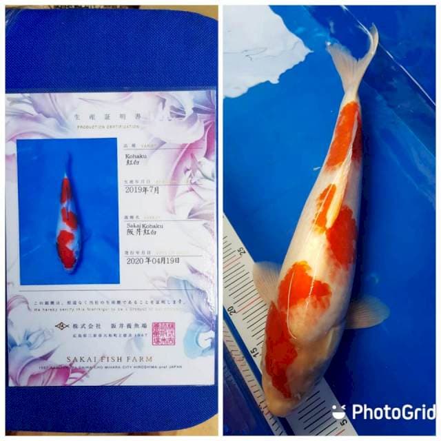 Kohaku Sakai 3 step Merah strong Berpunuk