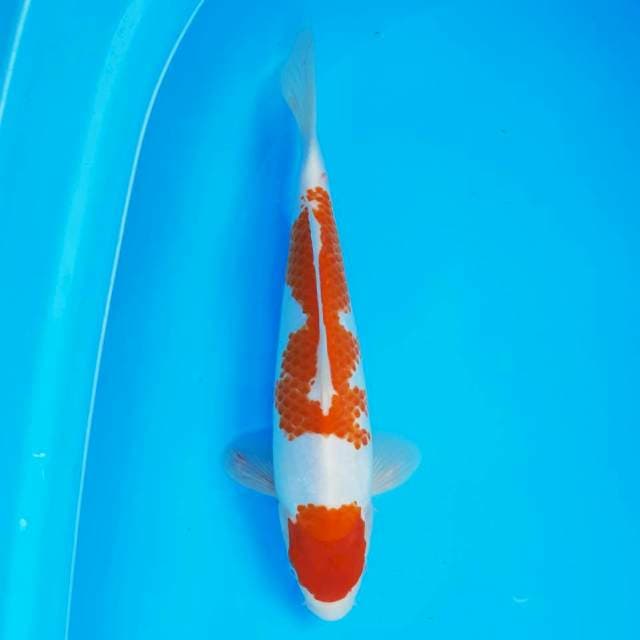 Maruten Kohaku 29 cm