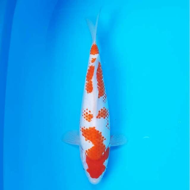 Kanoko Kohaku 27 cm