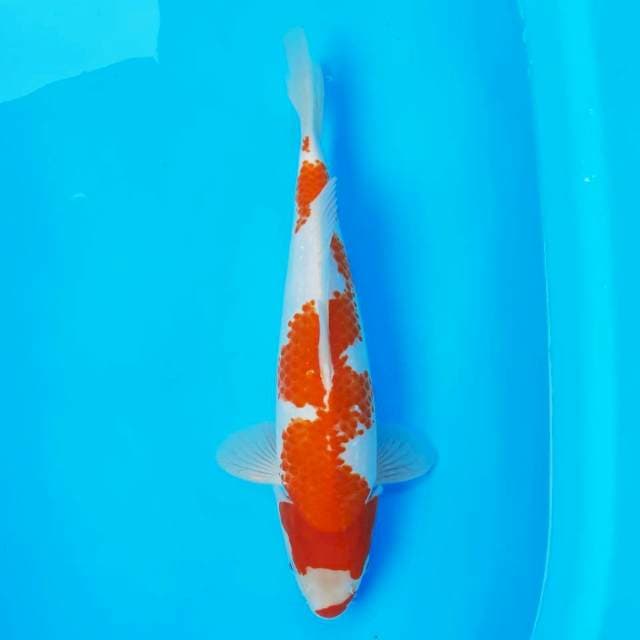 Kuchibeni Inazuma Kohaku 30 cm