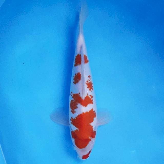 Sakura Kohaku 30 cm