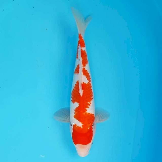 Inazuma Kanoko Kohaku 28 cm