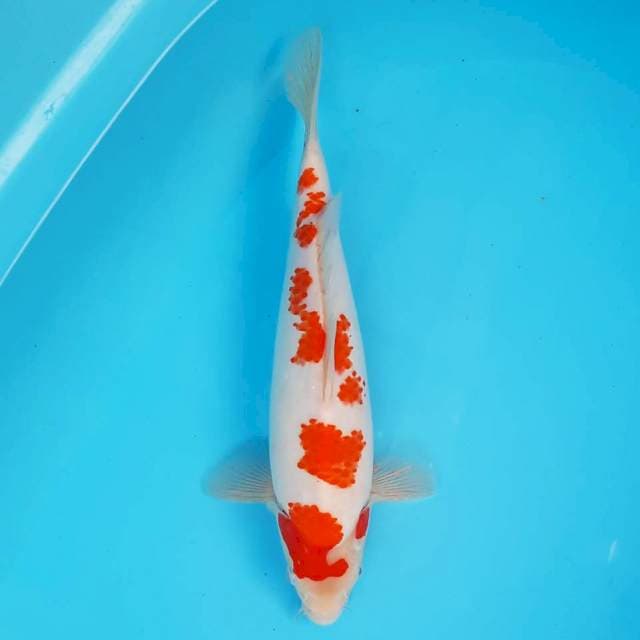 Sakura Kohaku 28 cm