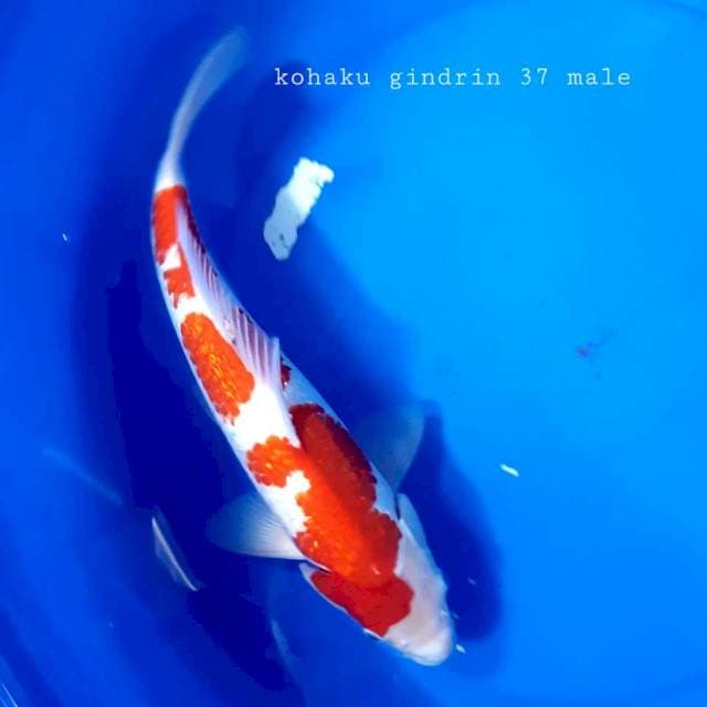 Kohaku gindrin 37 cm male