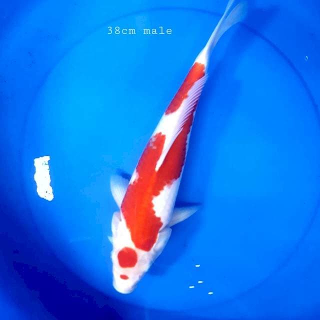 Kohaku 35 cm male
