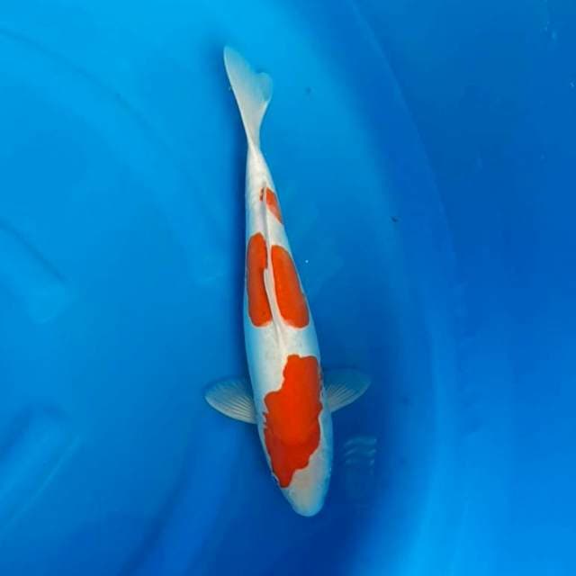 Kohaku doitsu 38cm