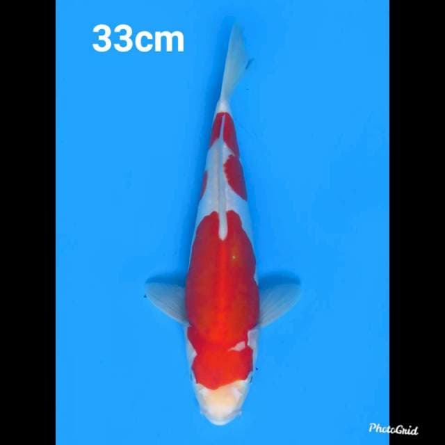 33cm Male , Kohaku Doitsu Murni
