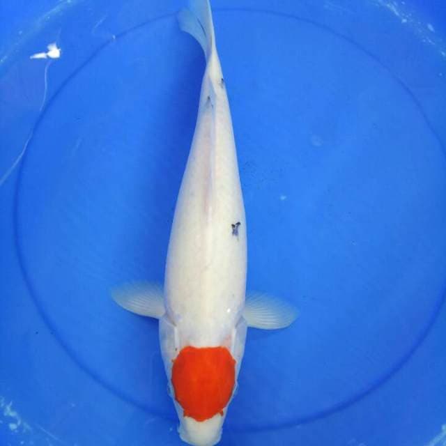 Tancho sanke 43 cm