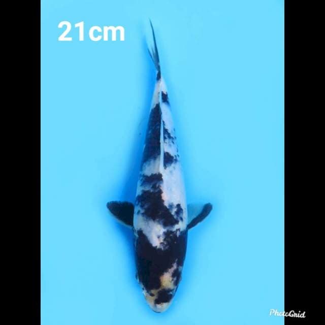 21cm Male , Shiro Utsuri