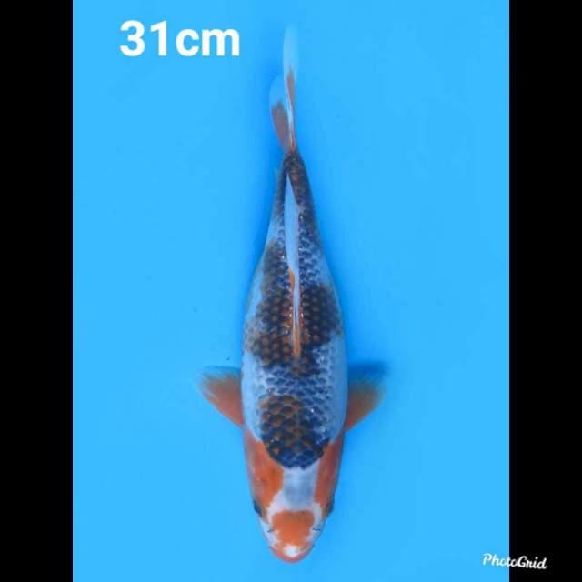 31cm Fml , Asagi Patern Asli 