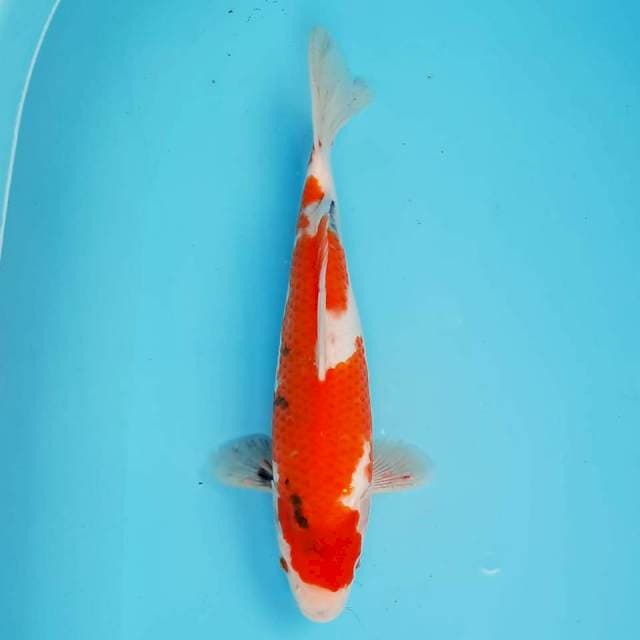 Showa 27 cm