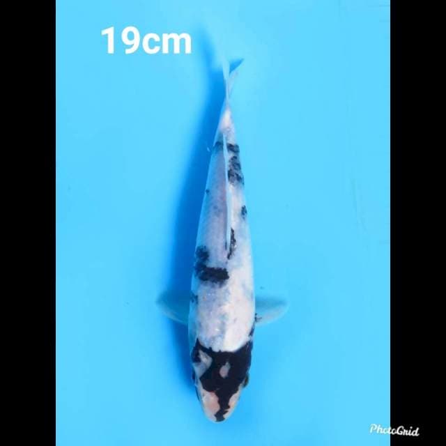 19cm , Shiro Utsuri Tategoi