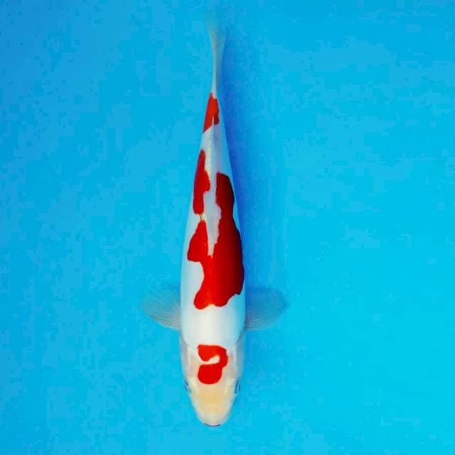 ATAKA 1 - Kohaku Doitsu Murni ®