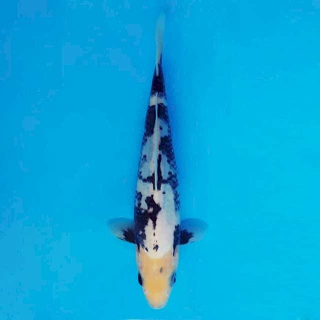 ATAKA 3 - Matsukawabake ®