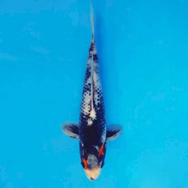 ATAKA 5 - Beni Kawabake ®