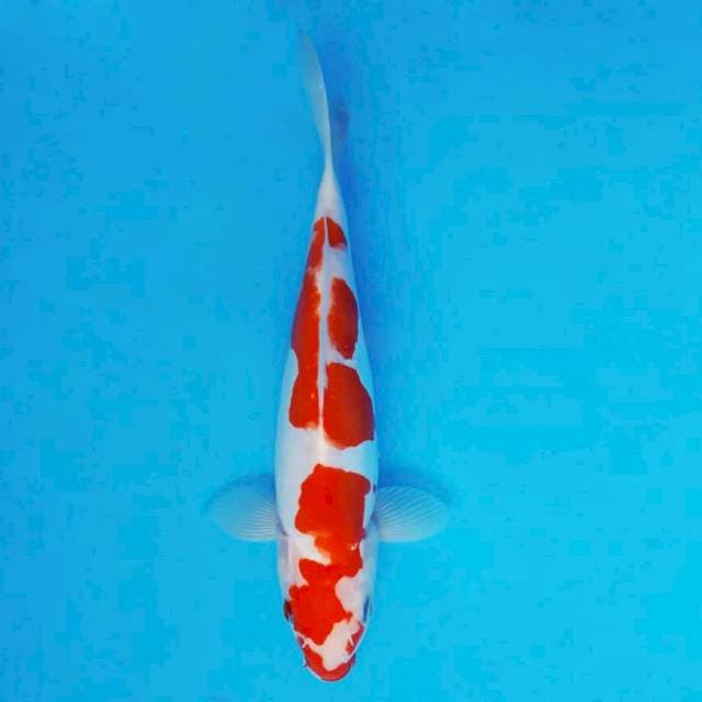 ATAKA 6 - Kohaku Doitsu ®