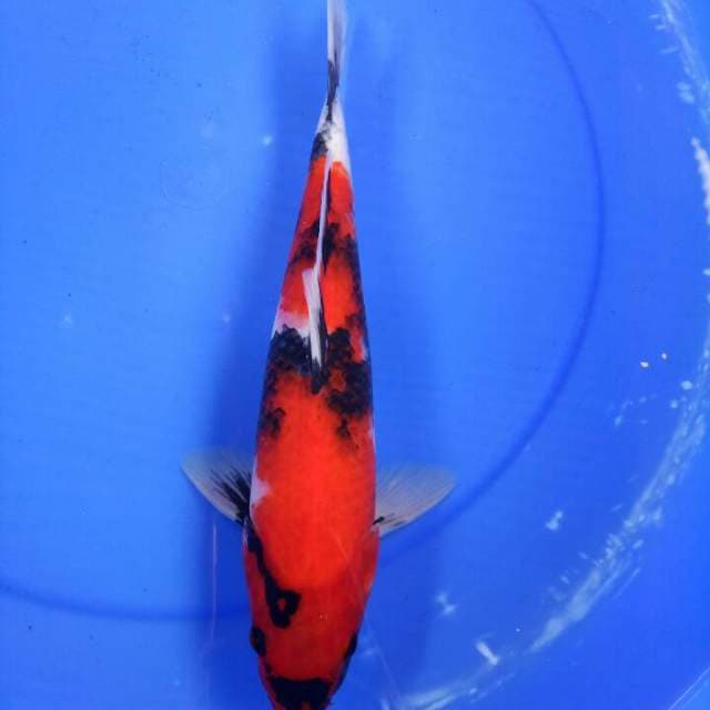 Hi showa 32 cm