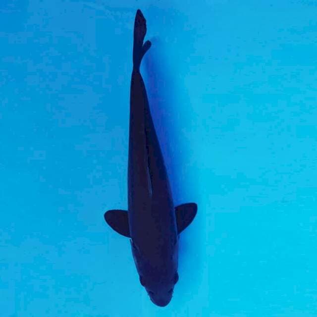 ATAKA 14 - Karasu ®