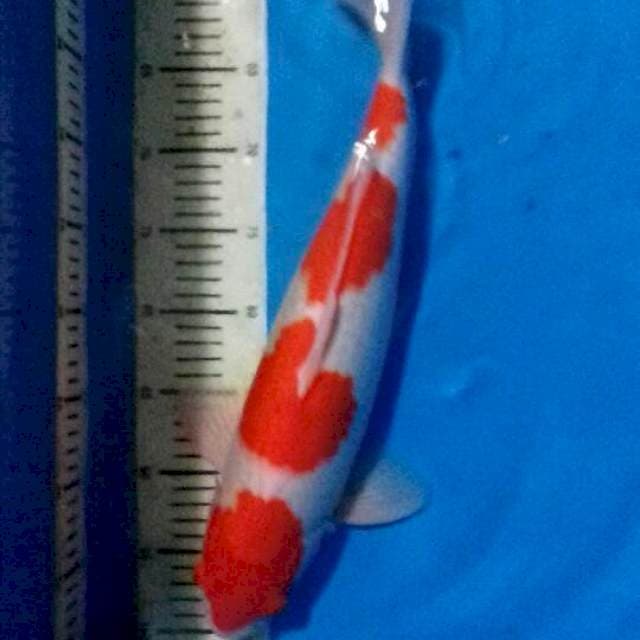 ORIGINAL KOHAKU 4 STEP 