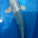 Platinum aragoke 32 M
