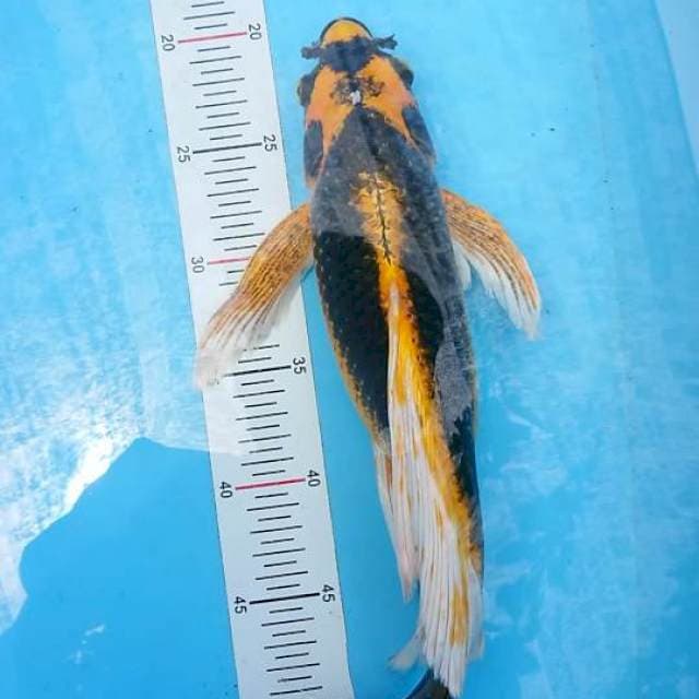 kabuto slayer 41 cm