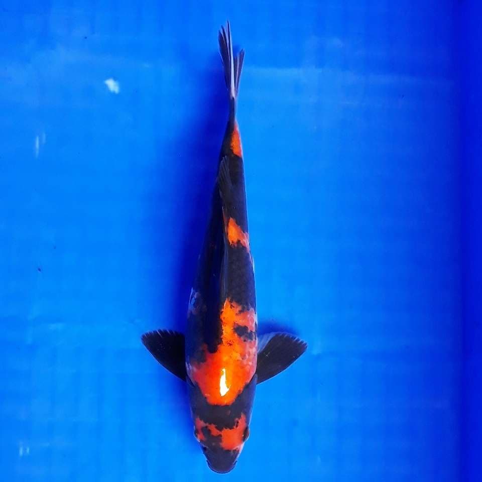 HISHOWA MALE