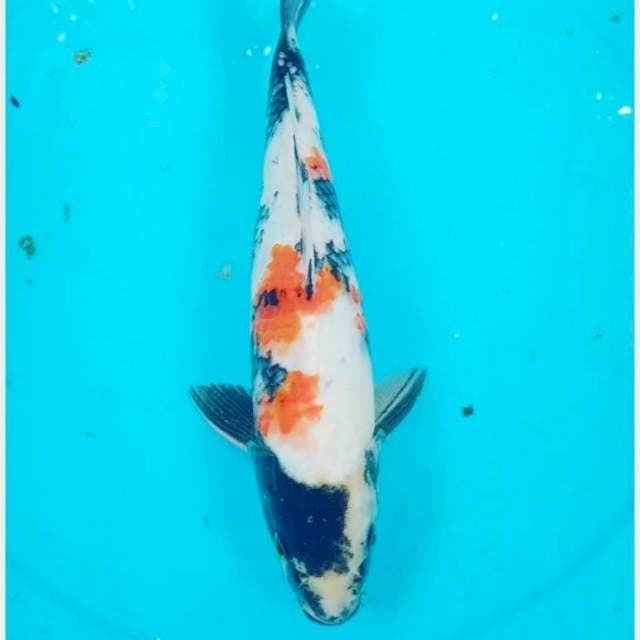 Showa 36 cm