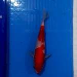 Kohaku simple