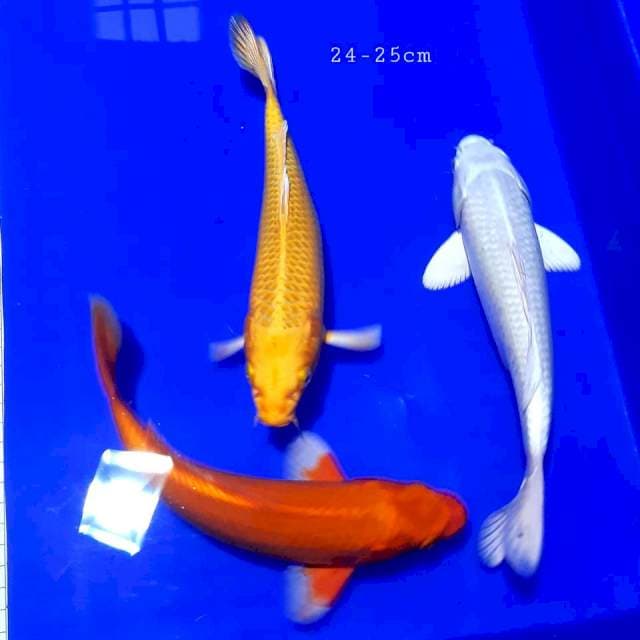 Mix polosan 24-25 cm