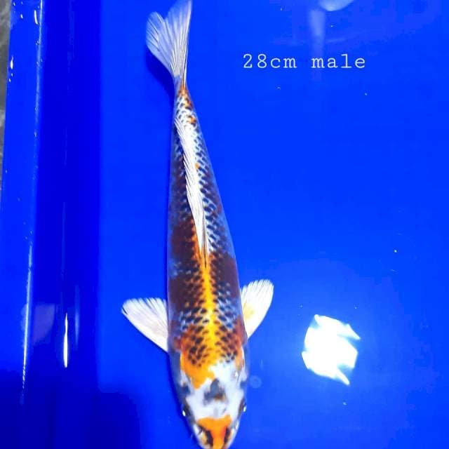 Kujaku 28 male