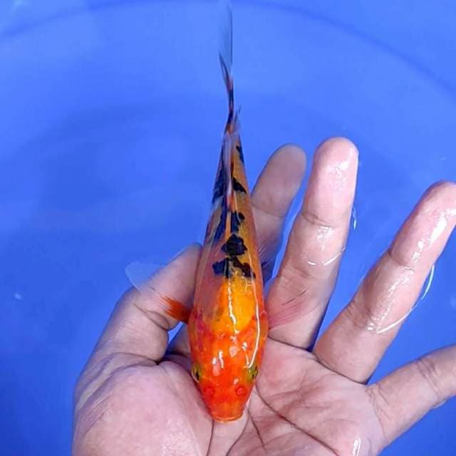 Kumpay / 16 cm