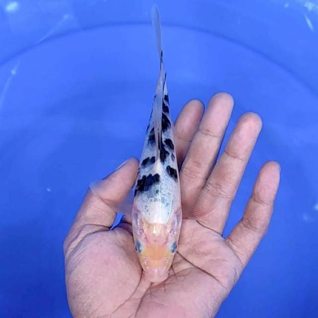 Bekko sleyer / 17 cm