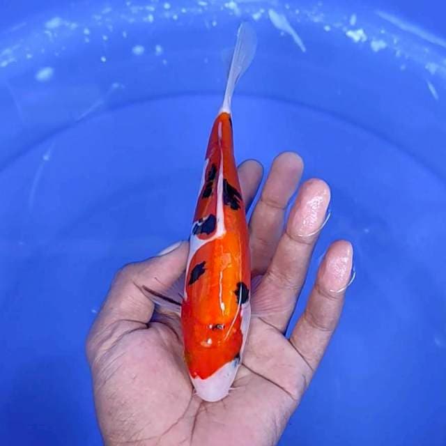 Sanke doitsu / 19 cm