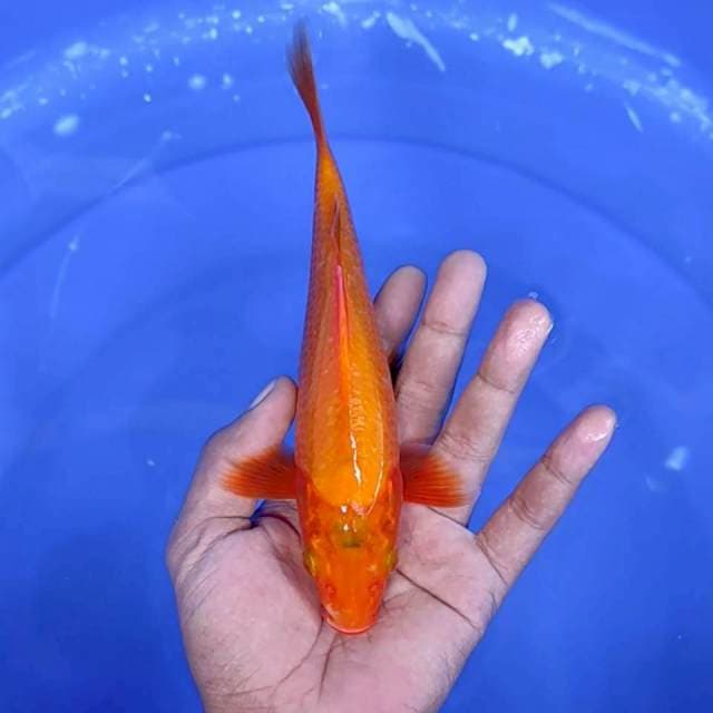 Benigoi / 21 cm