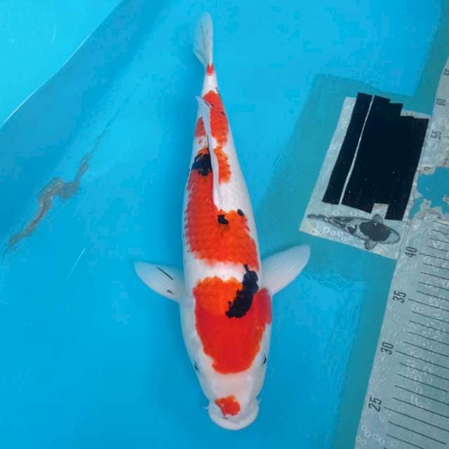 SANKE F1 48 CM. FEMALE