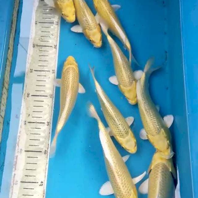 Ginrin Yamabuki 18-22cm