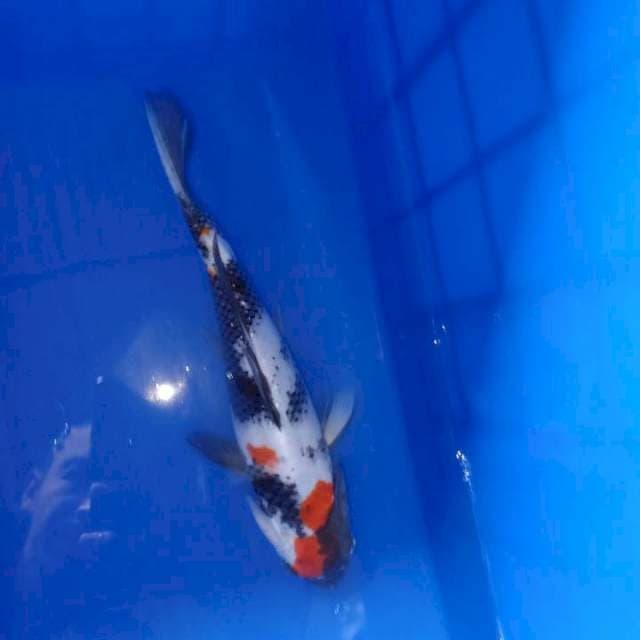 Showa, 24cm