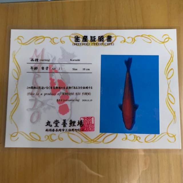 KARASHI MARUDO IMPORT 10-15bu