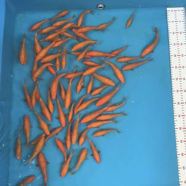 KARASHI MARUDO IMPORT 10-15bu