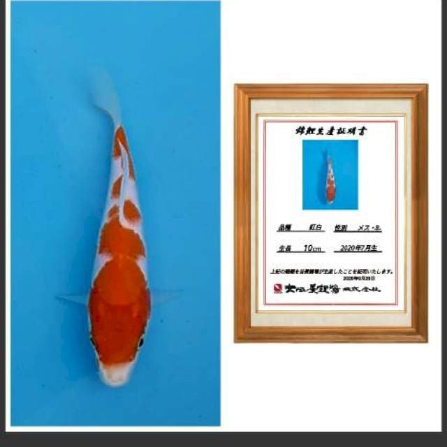 Kohaku sq dainichi 20bu
