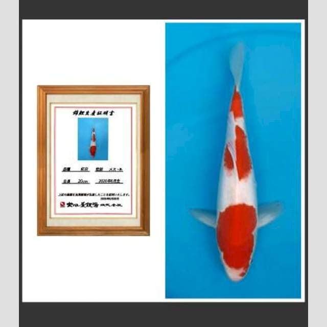 Kohaku 3step super 30cm import serty