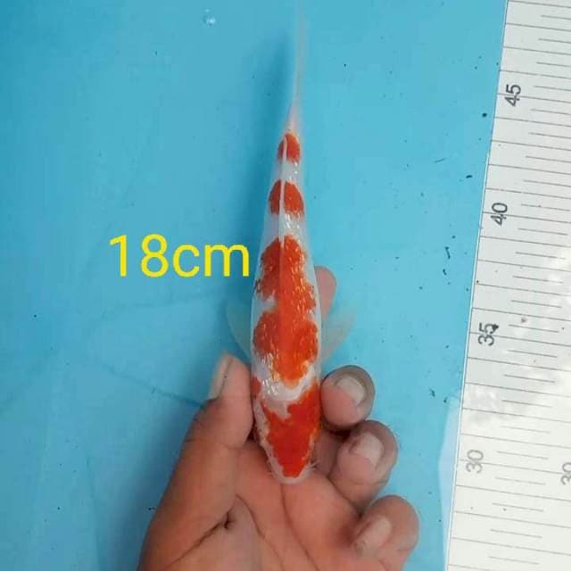 Kohaku juuuooosss
