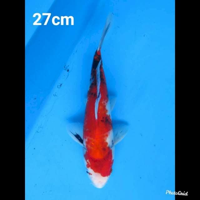 27cm Male , Red Showa Tategoi