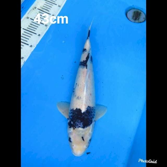 43cm Male , Shiro Tategoi Jumbo