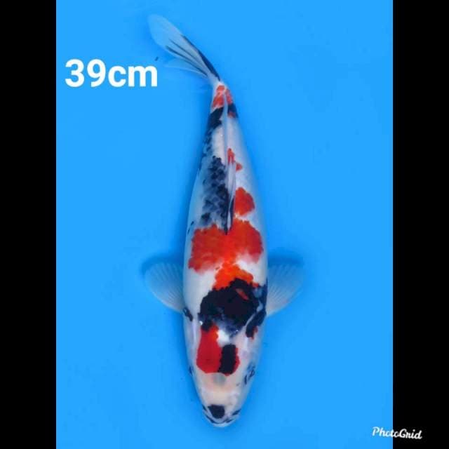 39cm Fml , Kindai Showa 