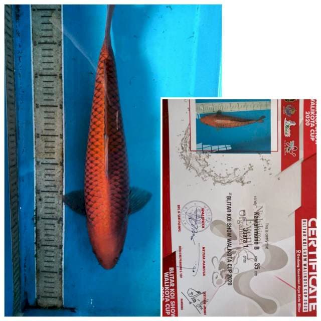 Ready Show Chagoi, 43 cm
