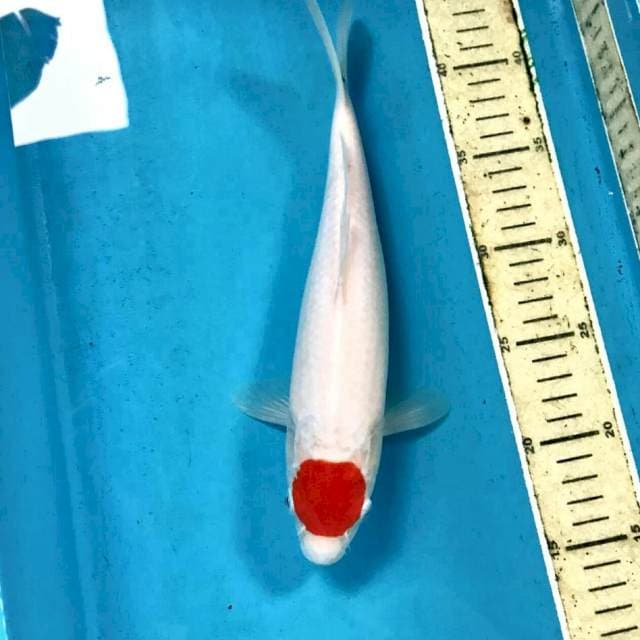 Tancho Kohaku, 28 cm
