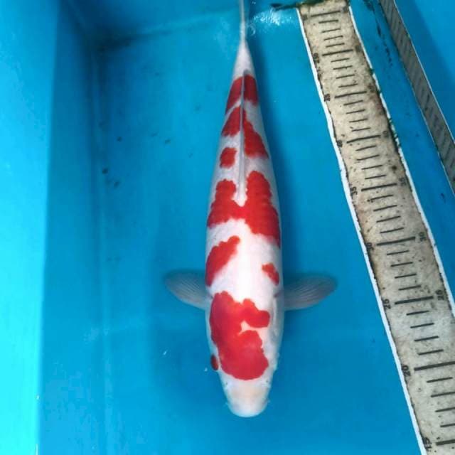 Kohaku, male 40 cm