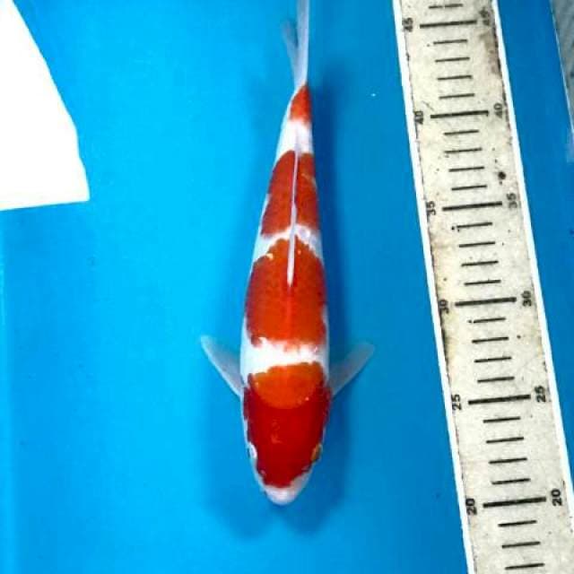 Kohaku, 25 cm