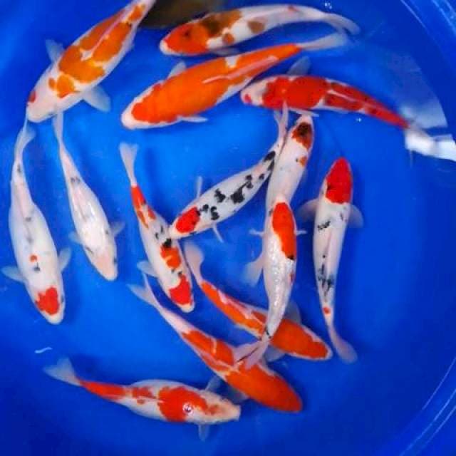 Spesial ulang tahun